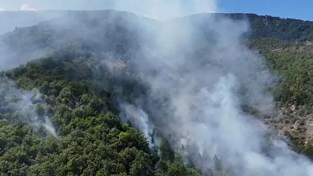 Sinop'ta orman yangını