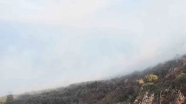 Sinop'ta Ot Yangını