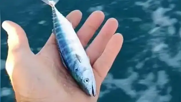 Sinop'ta sezonun uğuru yakalandı