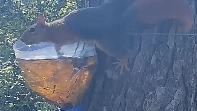 Sinop'ta Su İçen Sincap Kameralara Yakalandı
