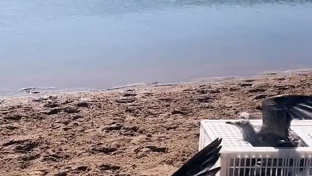 Tedavileri Tamamlanan Martılar Doğaya Salındı