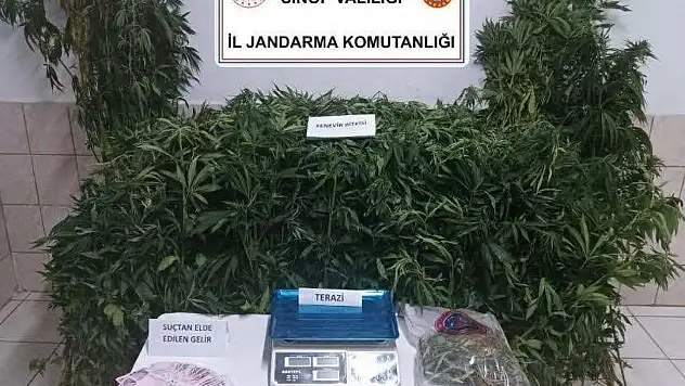 Sinop'ta Uyuşturucu Operasyonu: 1 Tutuklama