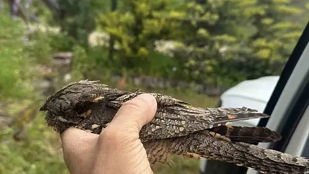 Sinop'ta Yaralı Kuşa Şefkat Eli