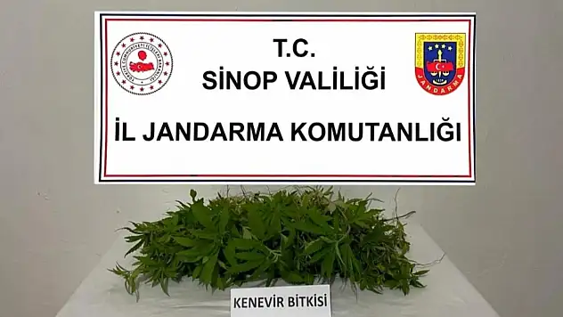 Sinop'ta yasa dışı ekilmiş kenevir ele geçirildi