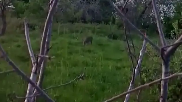 Sinop'ta Yavru Karaca Görüntülendi