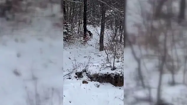 Yiyecek Arayan Karacalar Kameralara Yansıdı