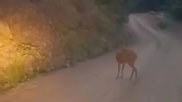Sinop'ta Karaca Yol Ortasında Dinlendi