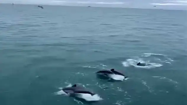 Sinop'ta Yunusların Balıkçı Teknesiyle Dansı Kamerada