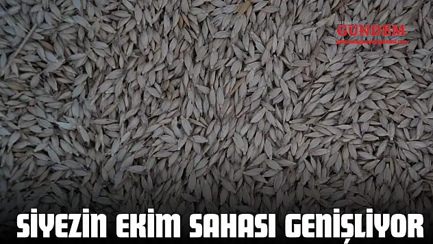 Siyezin Ekim Sahası Genişliyor