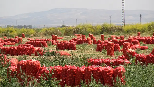 Soğanın kilosu tarlada dört lira