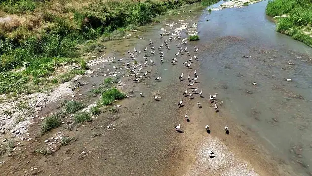 Soğanlı Çayı'nı mesken tutan leylekler dronla görüntülendi