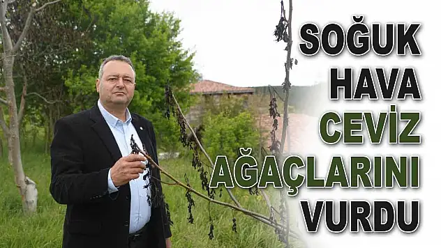 Soğuk Hava Ceviz Ağaçlarını Vurdu