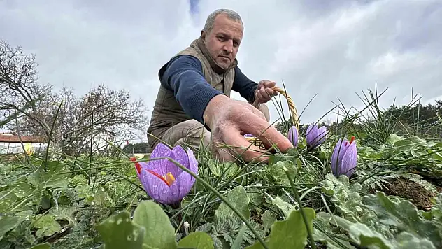Soğuk Ve Yağışlı Hava Hasat Süresini Uzattı