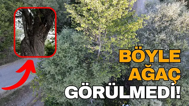 Söğüt Ağacının Gövdesinde Büyüyen Kiraz Ağacı Dikkati Çekiyor