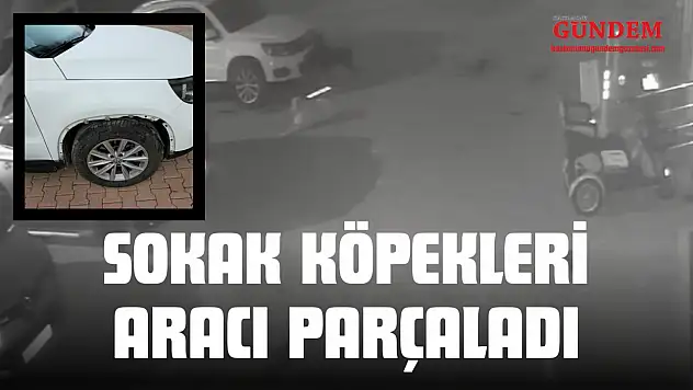 Sokak Köpekleri Park Halindeki Aracı Parçaladı
