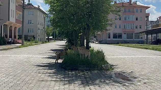Sokak Köpeklerinden Duvardan Atlayarak Kurtuldu