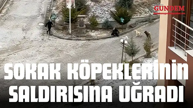 Sokak Köpeklerinin Saldırısına Uğradı