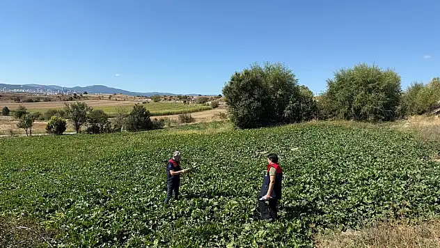 Sonbahar Ekimi Saha Çalışmaları Sürüyor