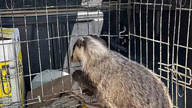 Psikolojisi Bozulan Porsuk, Tedavi Edildi