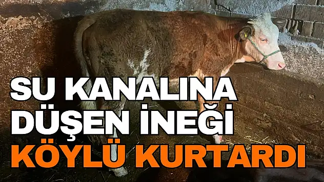Su Kanalına Düşen İneğin Sahibi Kulak Küpesinden Belirlendi