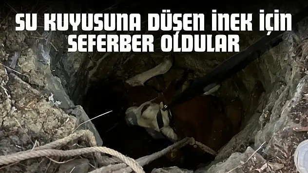 Su Kuyusuna Düşen İnek İçin Seferber Oldular