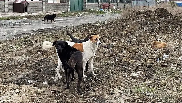 Taşköprü'de Başıboş Köpeklerle Mücadele Çalışmaları Sürüyor