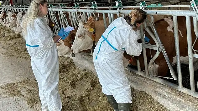 Taşköprü'de Hastalıktan Ari İşletmelerde Kontrol ve Taramalar Sürüyor