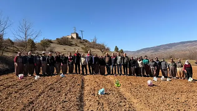 Taşköprü'de Sarımsak Dikimi Yerinde İncelendi
