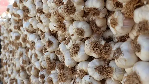 Taşköprü Sarımsağında Hasat Sezonu Başladı