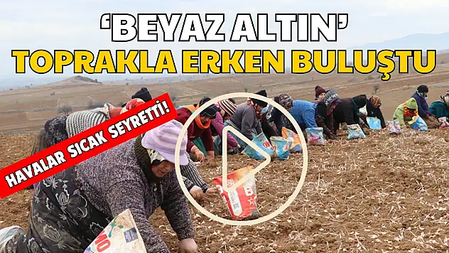 Taşköprü Sarımsağı Toprakla Erken Buluştu