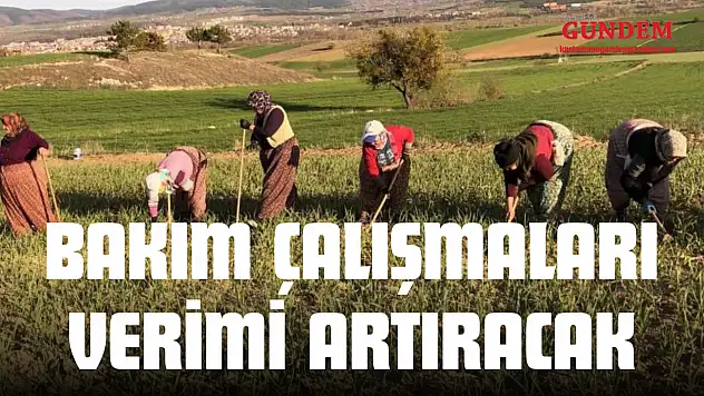 Taşköprü Sarımsağında Bakım Çalışmaları Hız Kazandı
