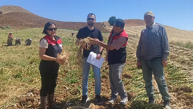 Taşköprü Sarımsağında Hasat Öncesi Denetim Yapıldı