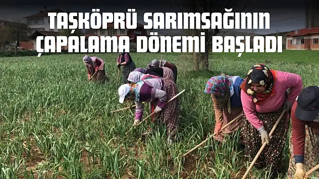 Taşköprü Sarımsağının Çapalama Dönemi Başladı