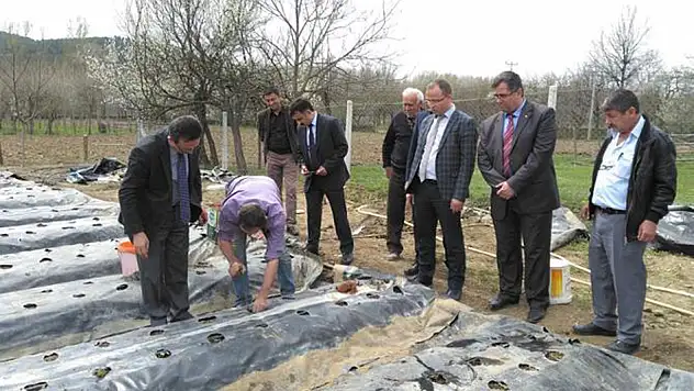 Taşköprü'de 80 bin çilek toprakla buluştu