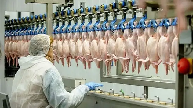 Tavuk eti üretimi 176 bin 236 ton oldu