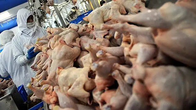 Tavuk Eti Üretimi 200 Bin 333 Ton Oldu
