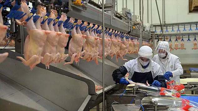 Tavuk Eti Üretimi 201 Bin 680 Ton Oldu
