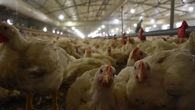 Tavuk Eti Üretimi 202 Bin 336 Ton Oldu