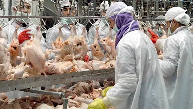 Tavuk eti üretimi 210 bin 14 ton oldu