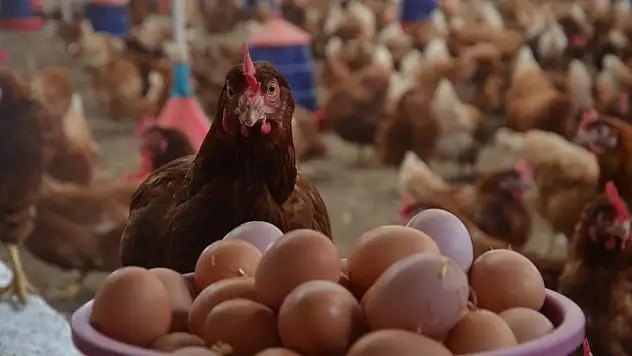 Tavuk Eti Üretimi 214 Bin 116 Ton Oldu