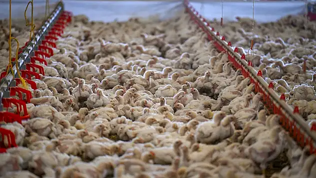 Tavuk Eti Üretimi 233 Bin 887 Ton Oldu