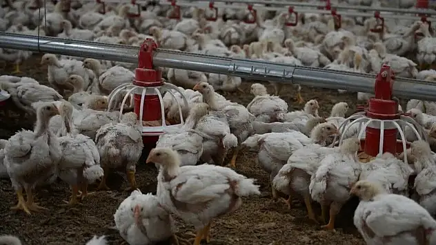 Tavuk Eti Üretimi 237 Bin 749 Ton Oldu