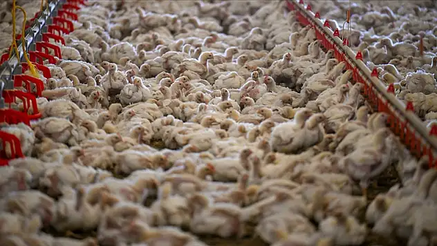 Tavuk Eti Üretimi 239 Bin 876 Ton Oldu