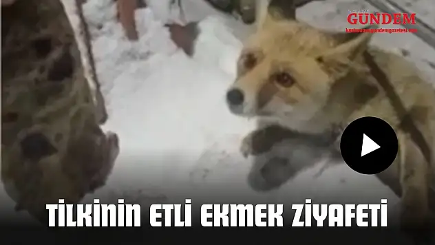 Tilkiyi Etli Ekmekle Besledi