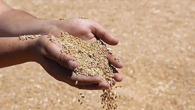 TMO'dan Arpa Satışı Duyurusu