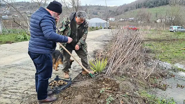 Yer Elmasının Hasadı Başladı