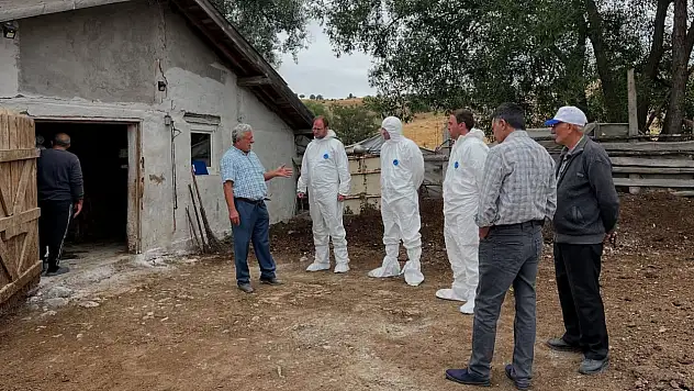 Tosya'da Şap Hastalığına Karşı Hızlı Müdahale