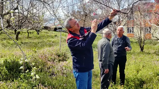 Tosya'da Tarım Ürünleri Zirai Dondan Etkilenmedi