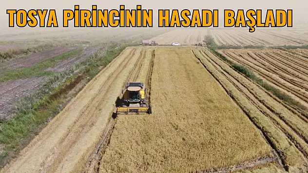 Tosya Pirincinin Hasadı Başladı