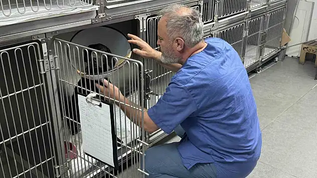 Tümör Nedeniyle Köpeğin Kulağı Ampute Edildi